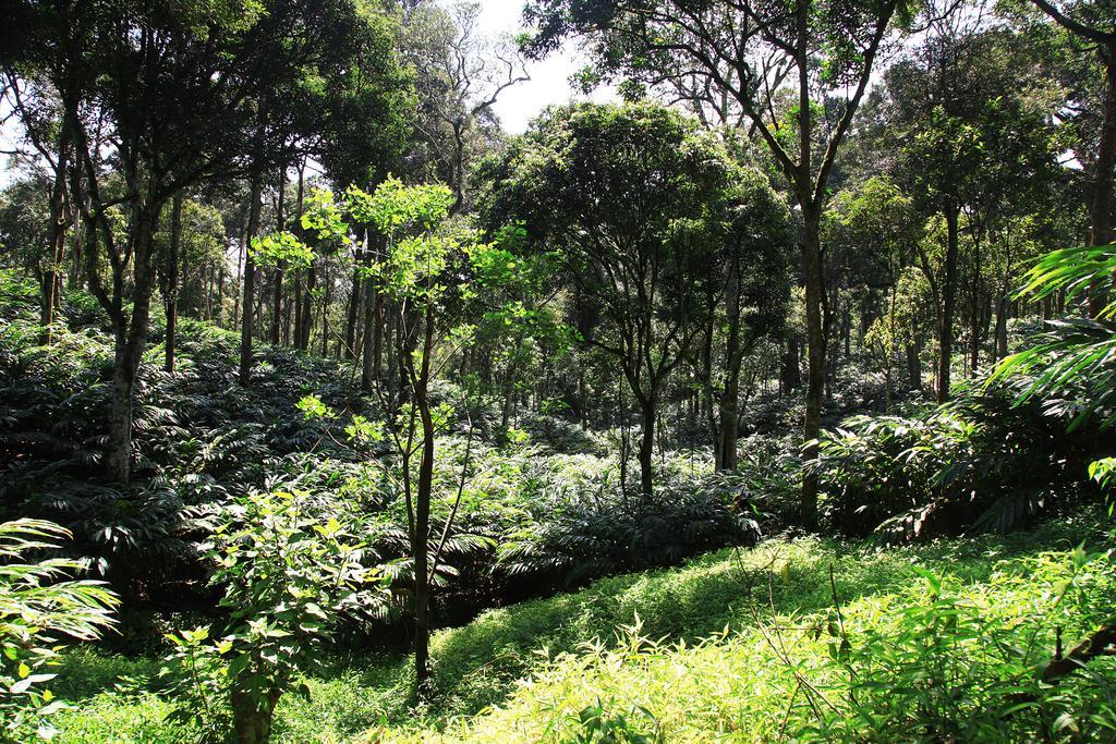 Vandanmedu Thekkady Kalarickal Heritage Bungalow מראה חיצוני תמונה